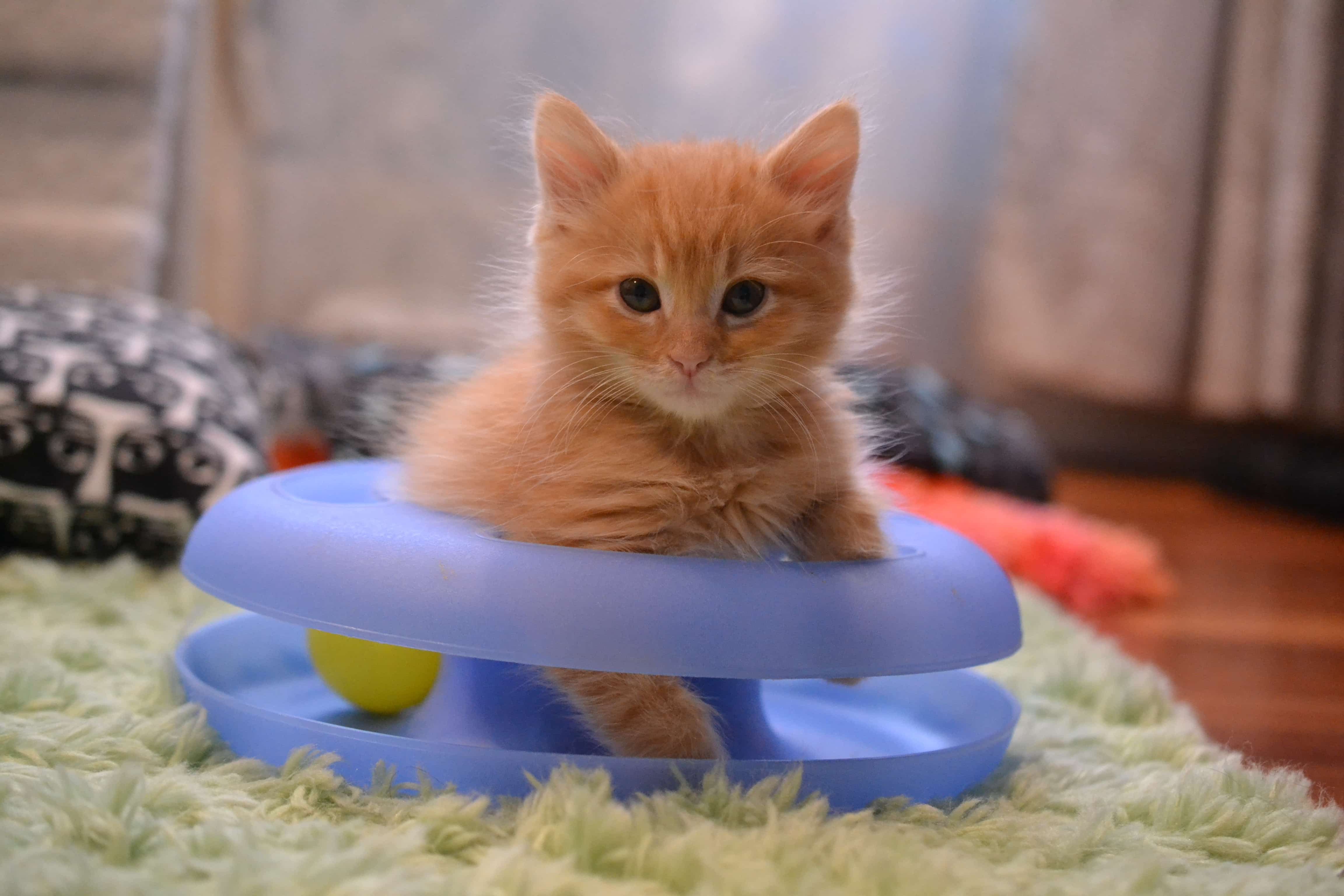 橘猫 小橘