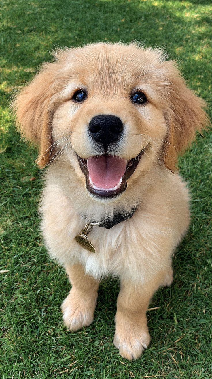 狗狗