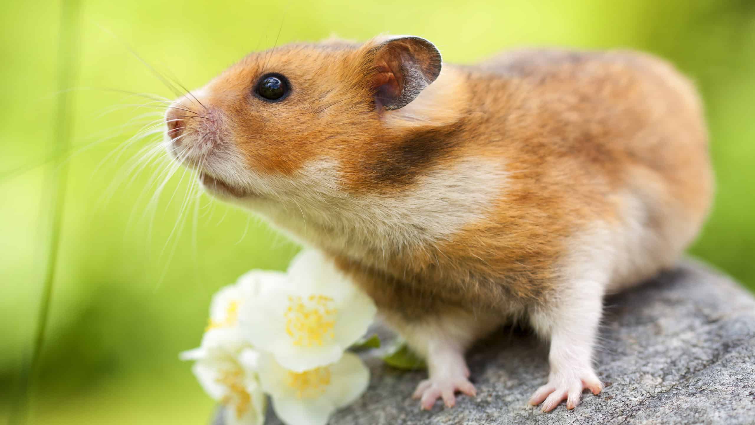 仓鼠