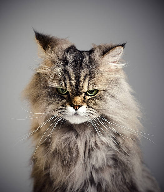 猫咪