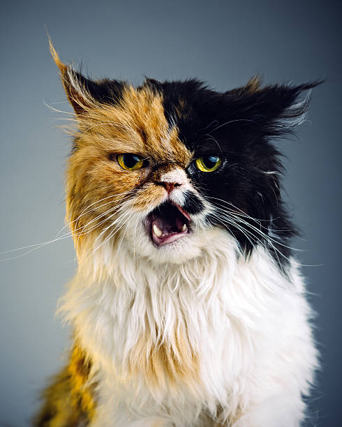 猫咪 老爷爷